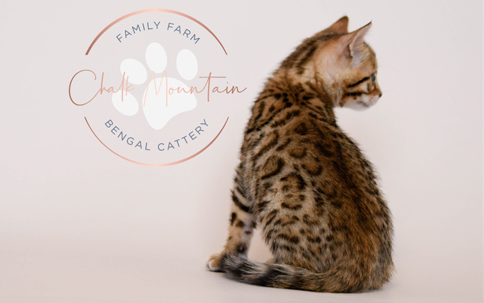 Bengal kitten for sale